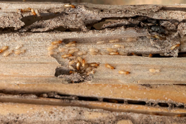 Best Mosquito Control Services  in Gothenburg, NE